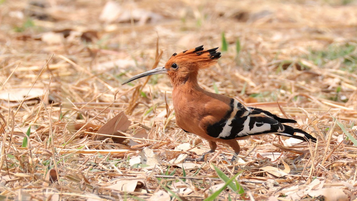 hærfugl - ML644753020