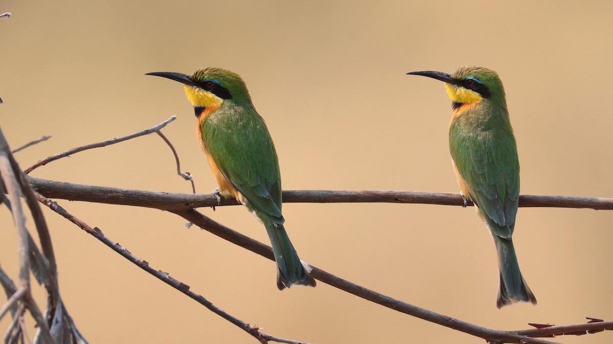 dvergbieter - ML644753021