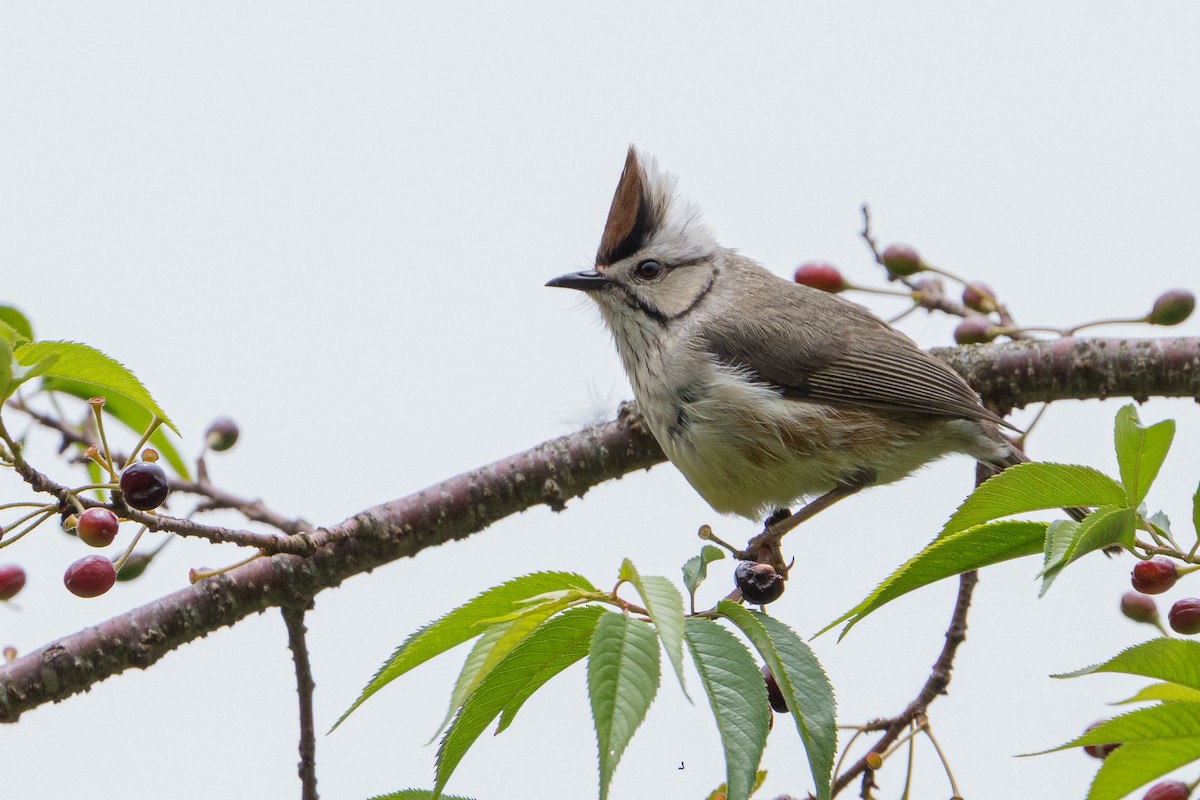 hvitkinnyuhina - ML644753023