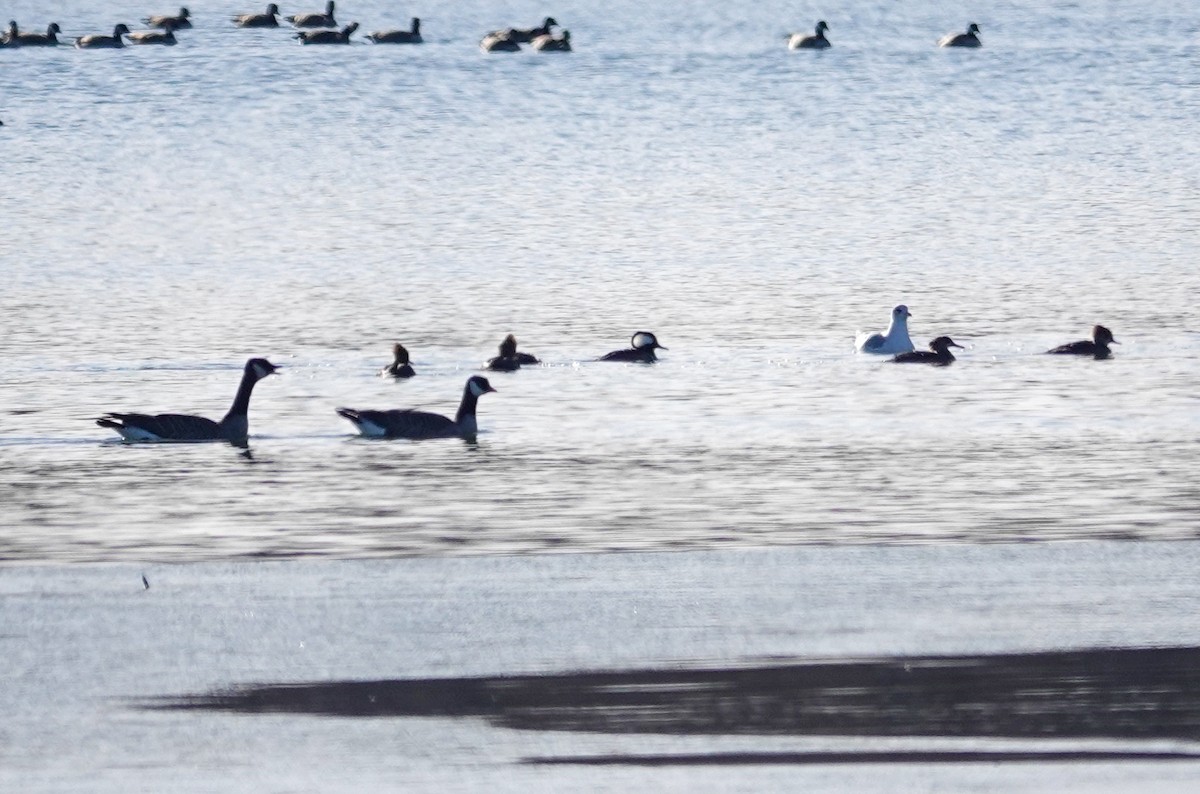 hjelmfiskand - ML644753024