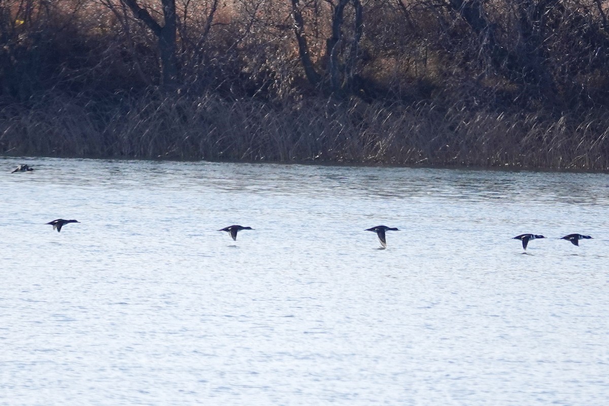 hjelmfiskand - ML644753025