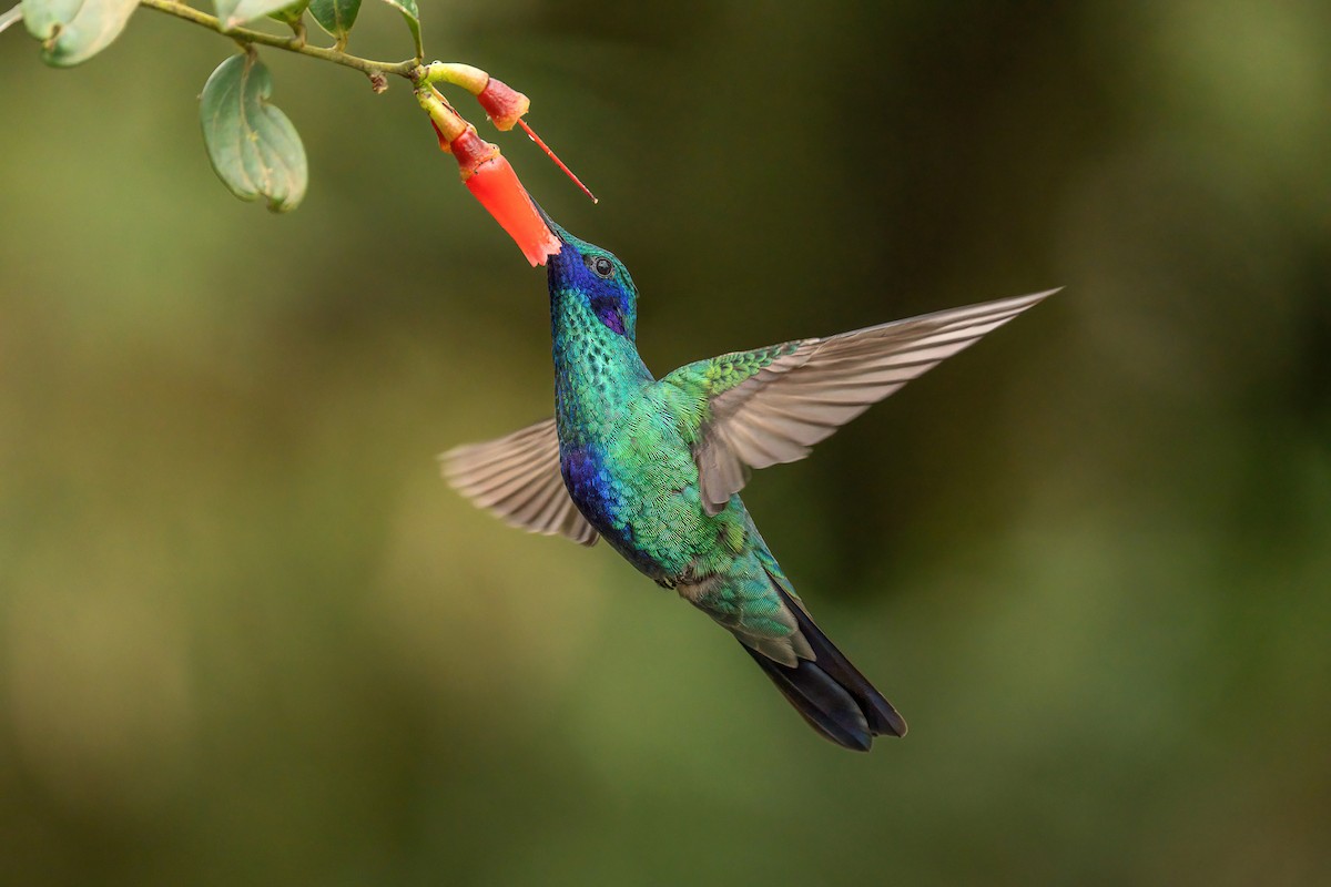 fiolørekolibri - ML644753027