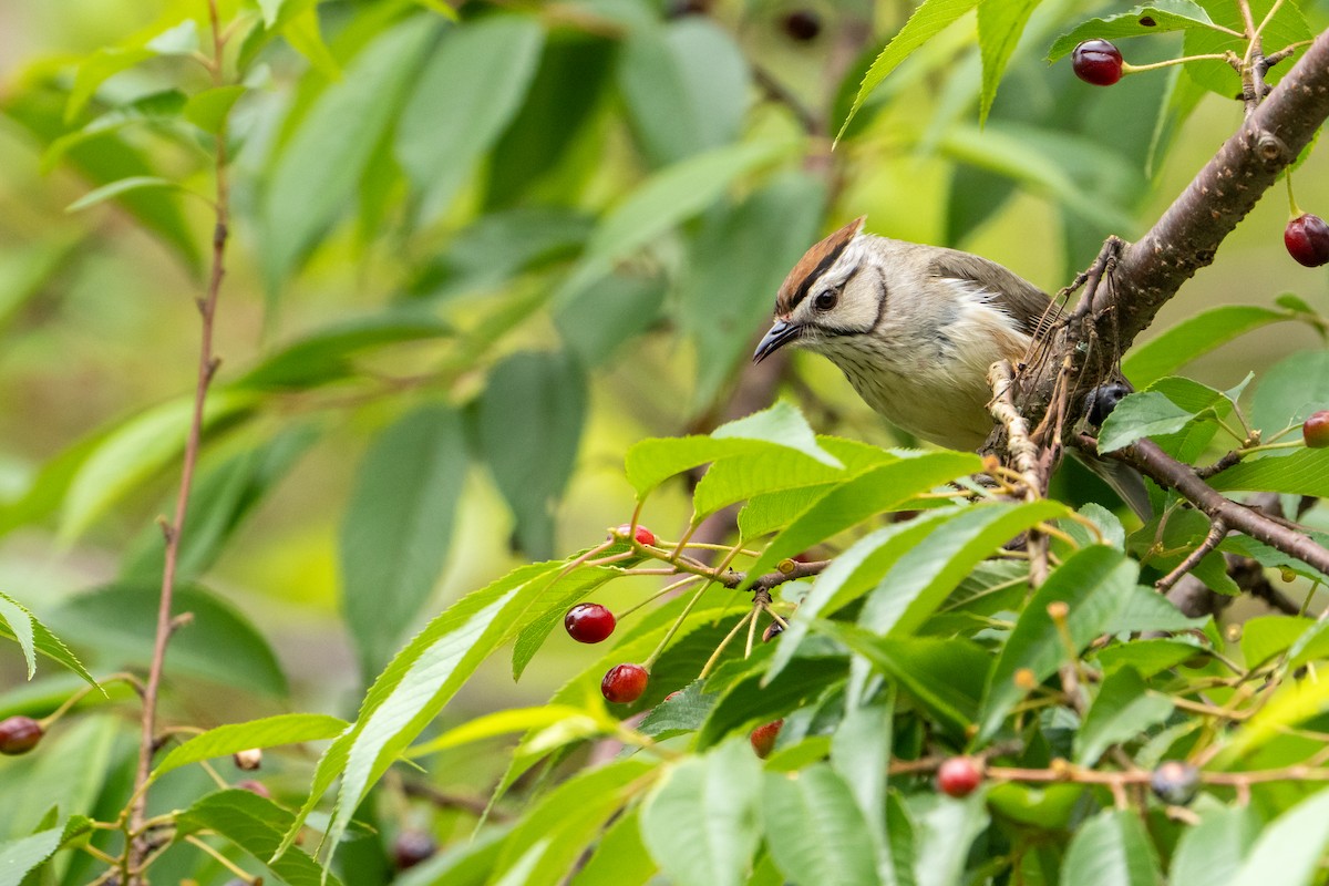 hvitkinnyuhina - ML644753029