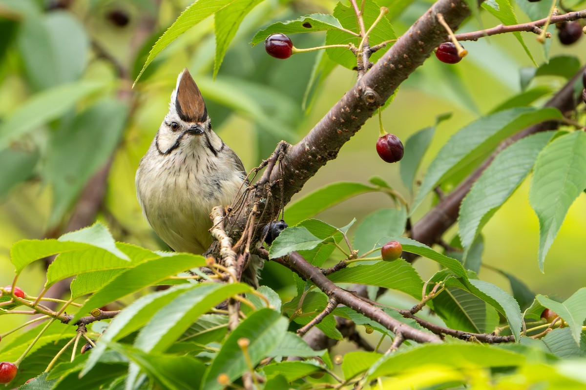 hvitkinnyuhina - ML644753031