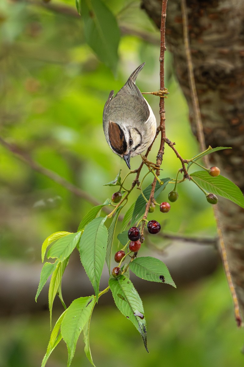 hvitkinnyuhina - ML644753033