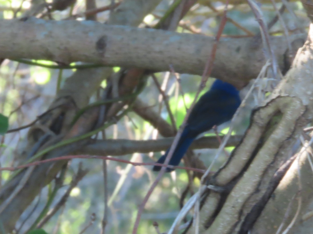 svartnakkemonark - ML644753034