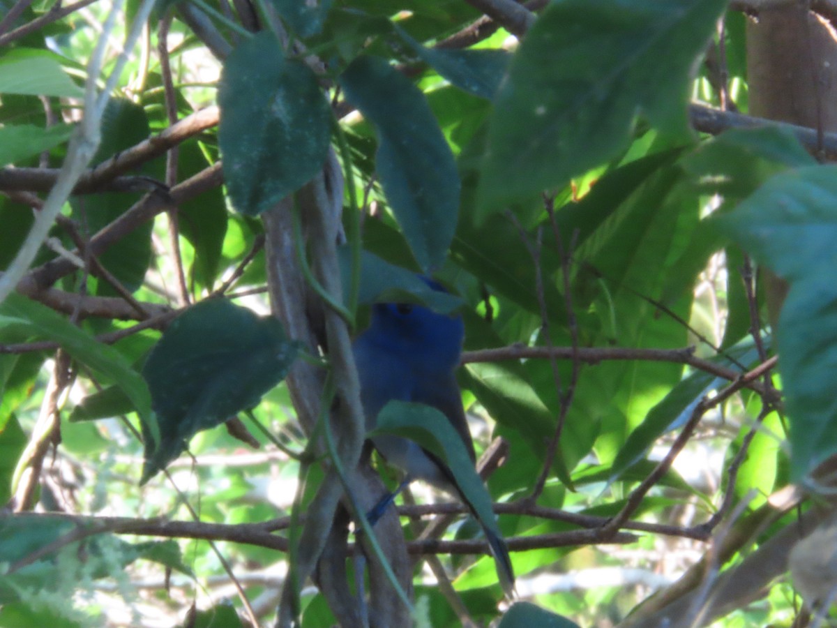 svartnakkemonark - ML644753035