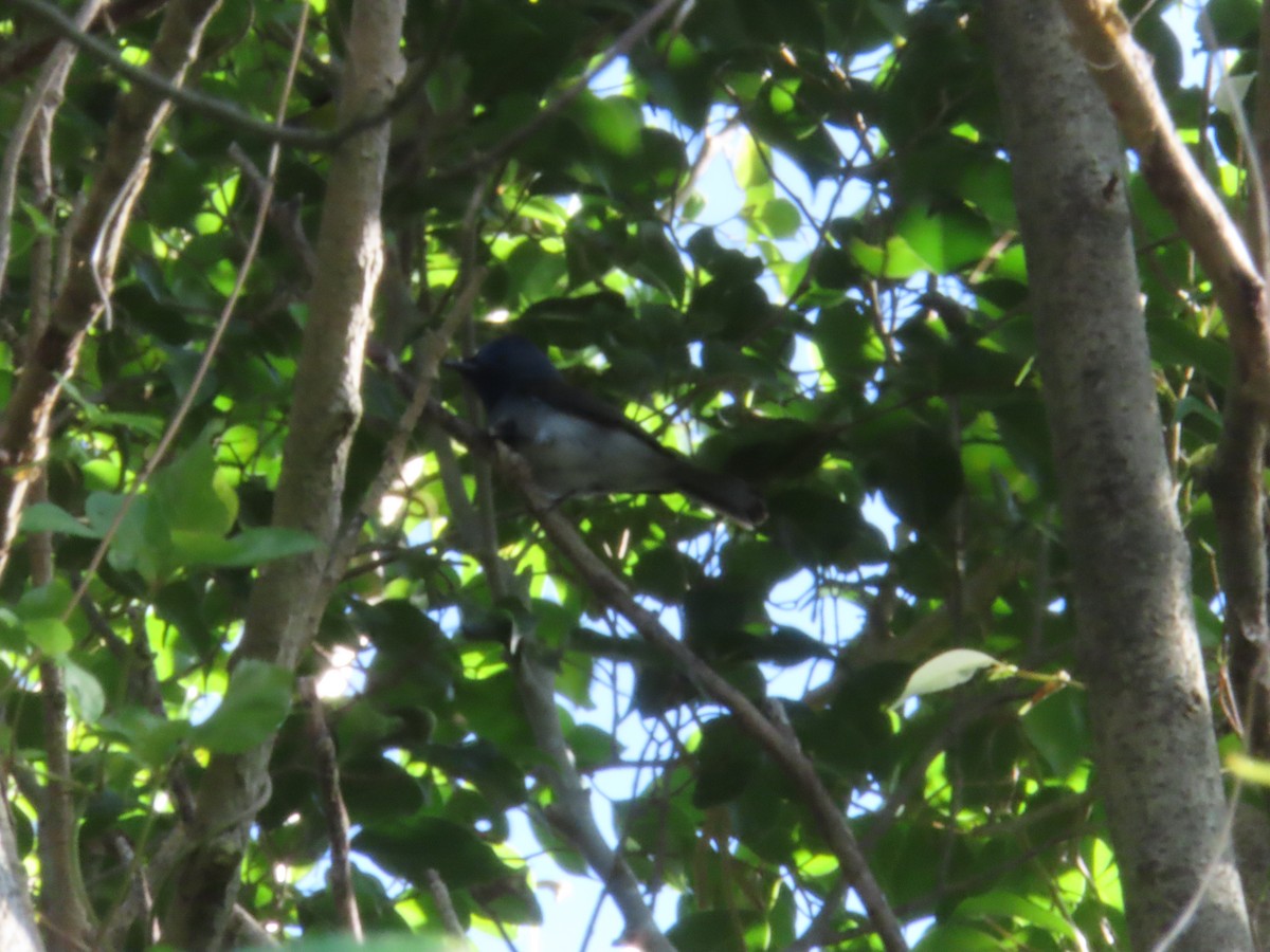 svartnakkemonark - ML644753036