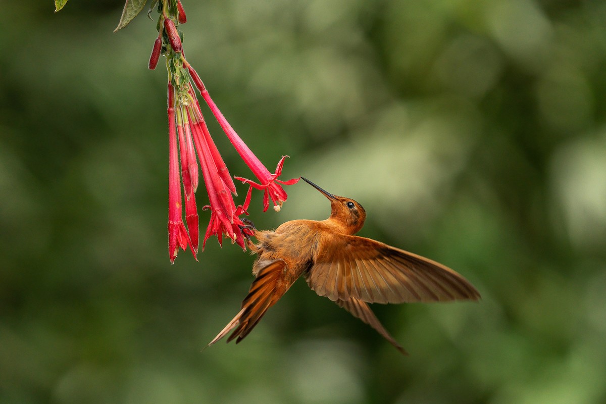 kobbersolkolibri - ML644753039