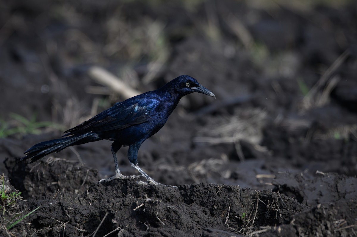 storstjerttrupial - ML644753040