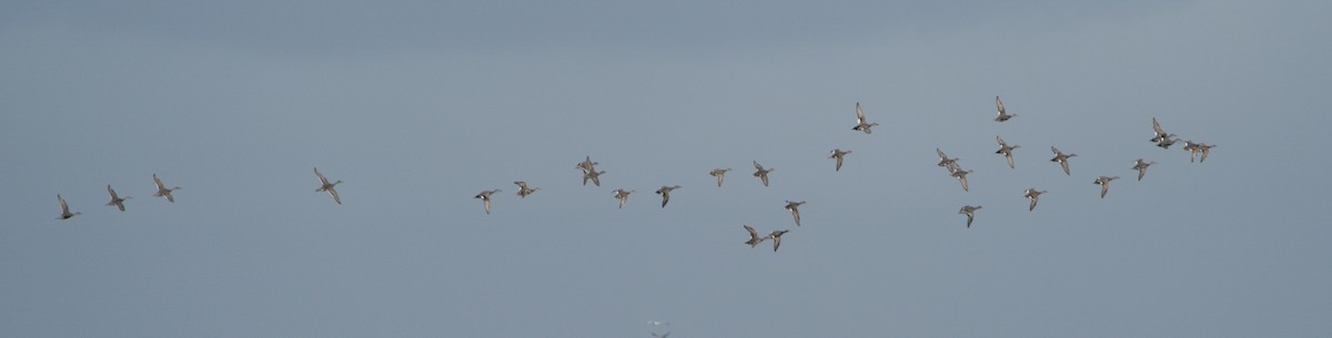 snadderand - ML644753041