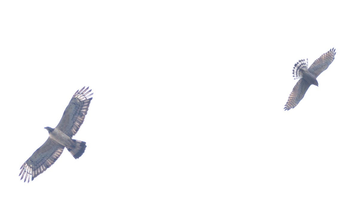 orientvepsevåk - ML644753042