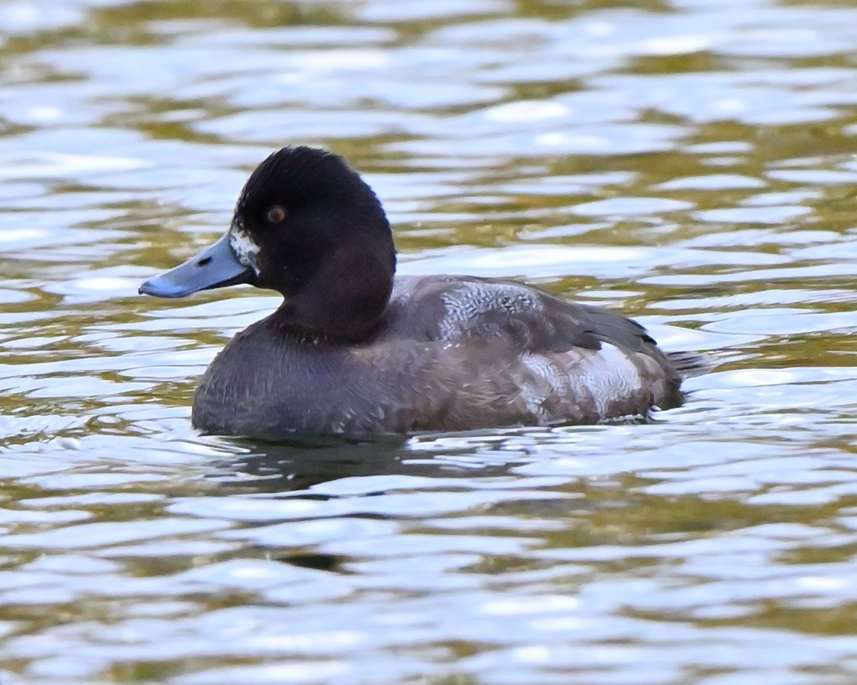 purpurhodeand - ML644753043