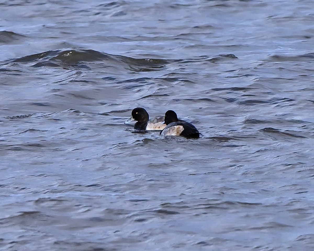 purpurhodeand - ML644753045