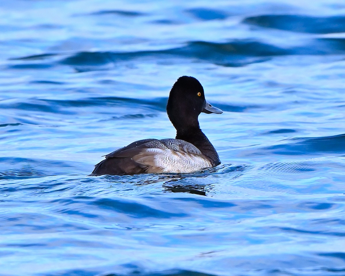 purpurhodeand - ML644753046