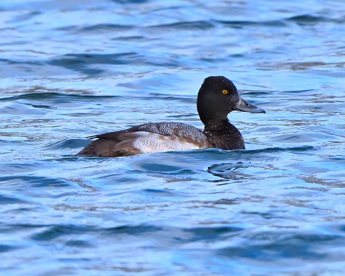 purpurhodeand - ML644753047