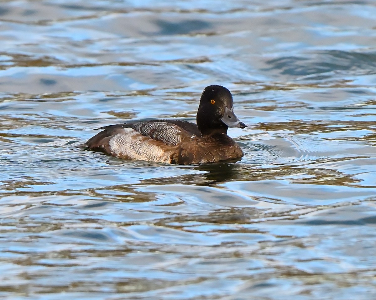 purpurhodeand - ML644753048