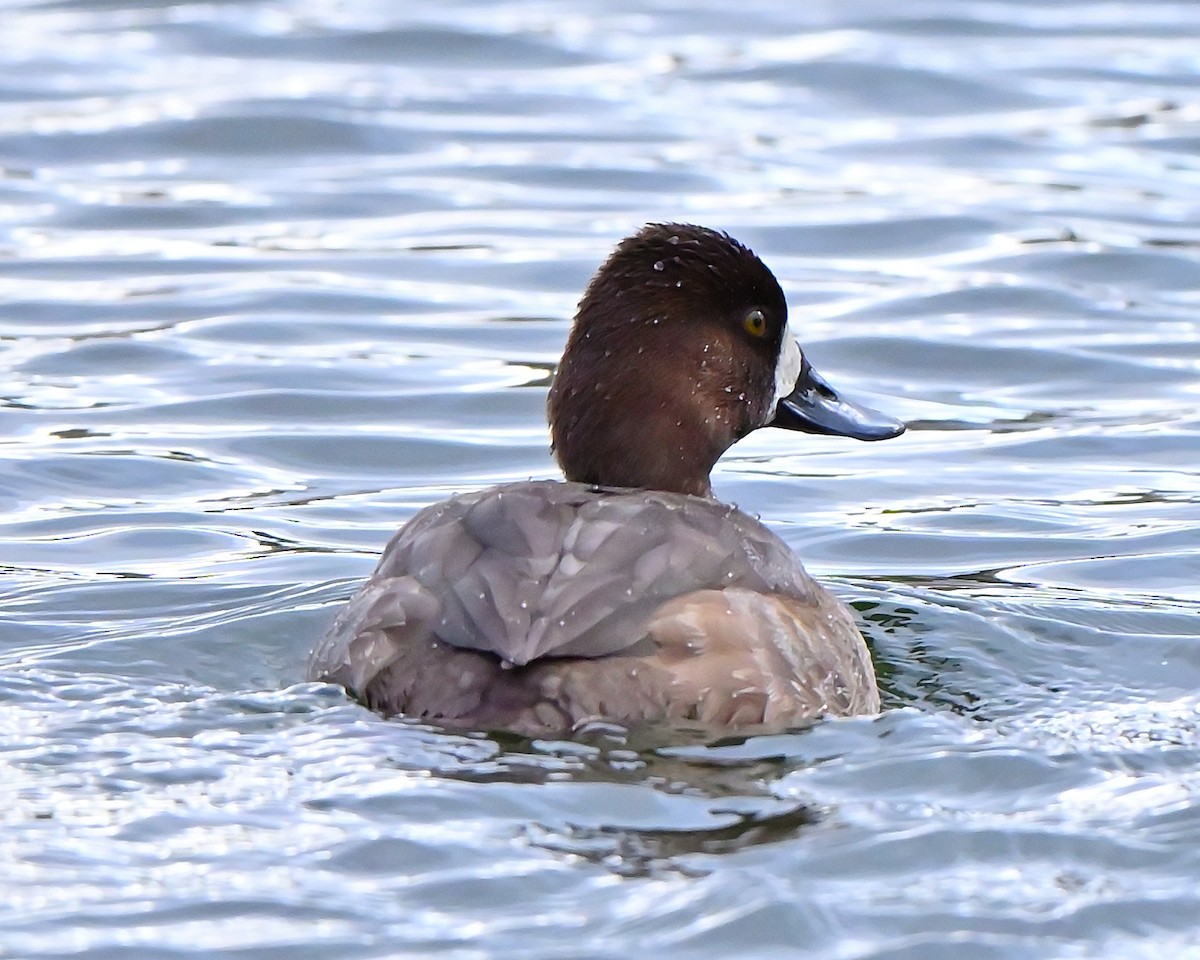 purpurhodeand - ML644753049