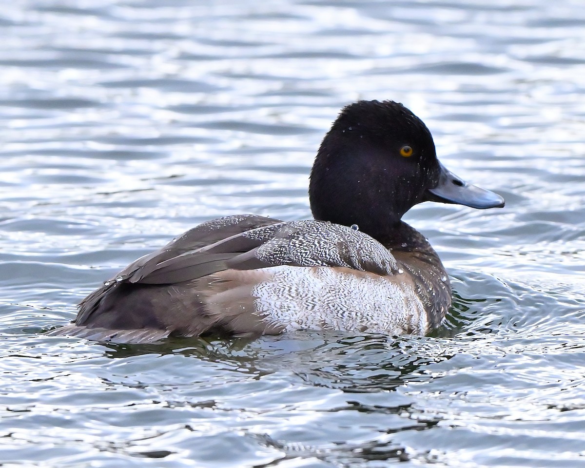 purpurhodeand - ML644753050