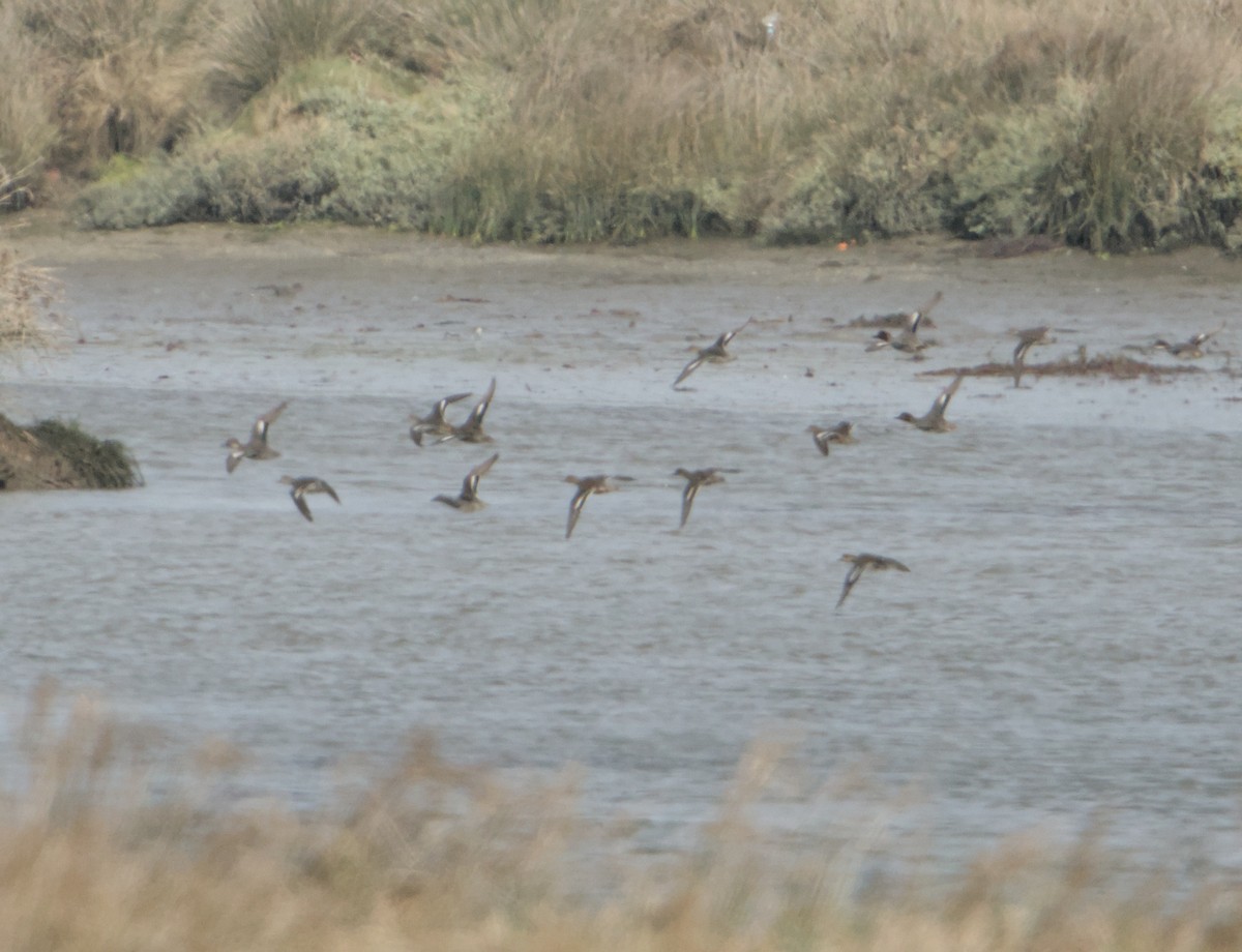 krikkand - ML644753051