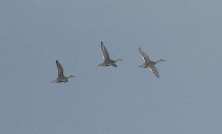 stjertand - ML644753052