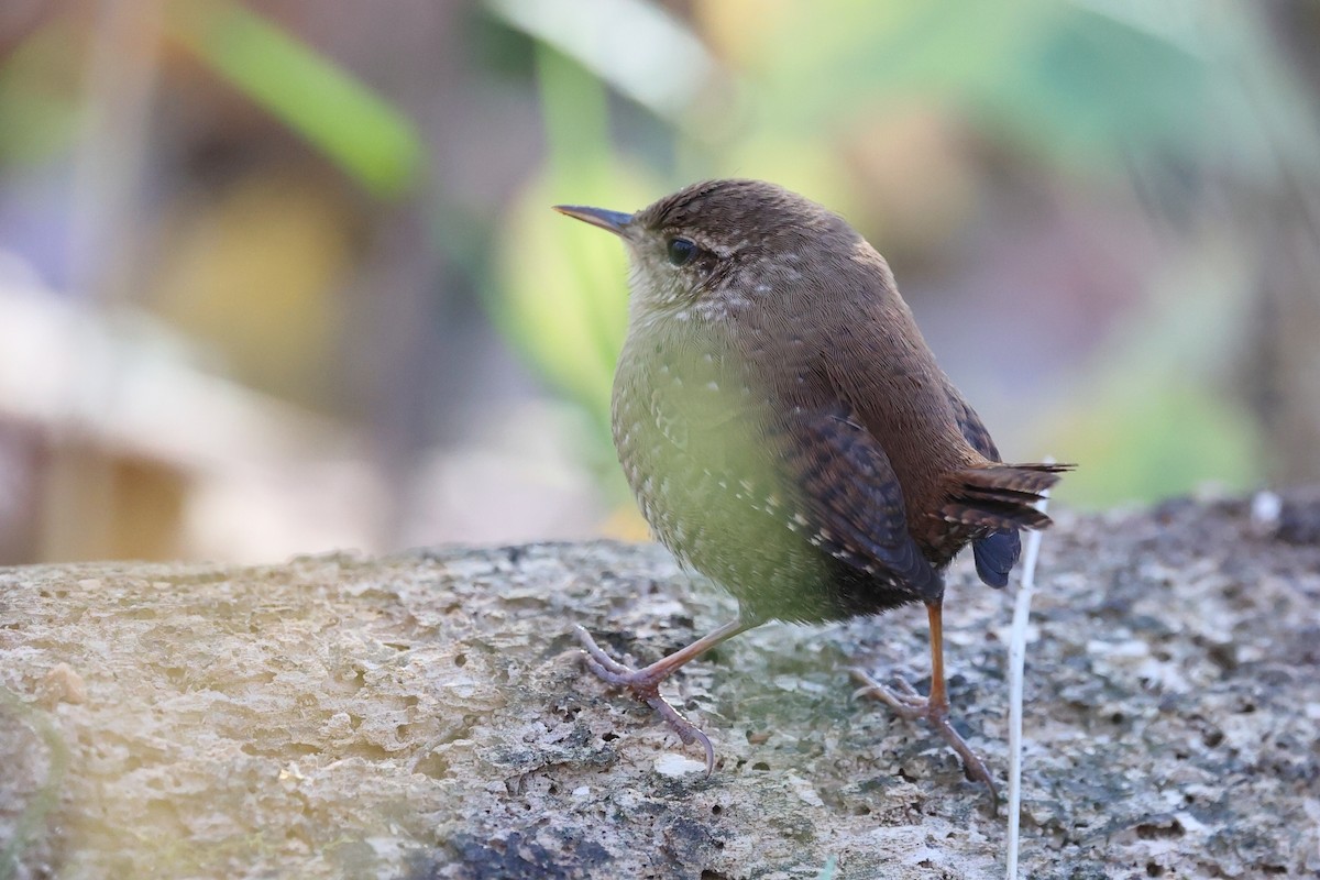 střízlík kanadský - ML644753069