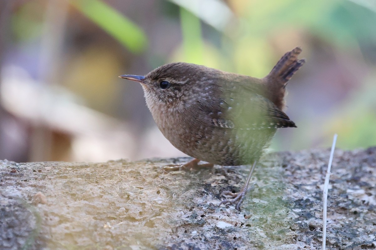 střízlík kanadský - ML644753070