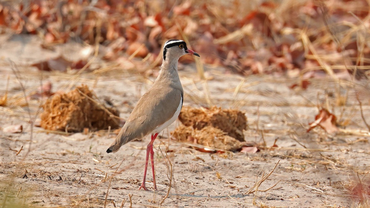 Crowned Lapwing - ML644753076