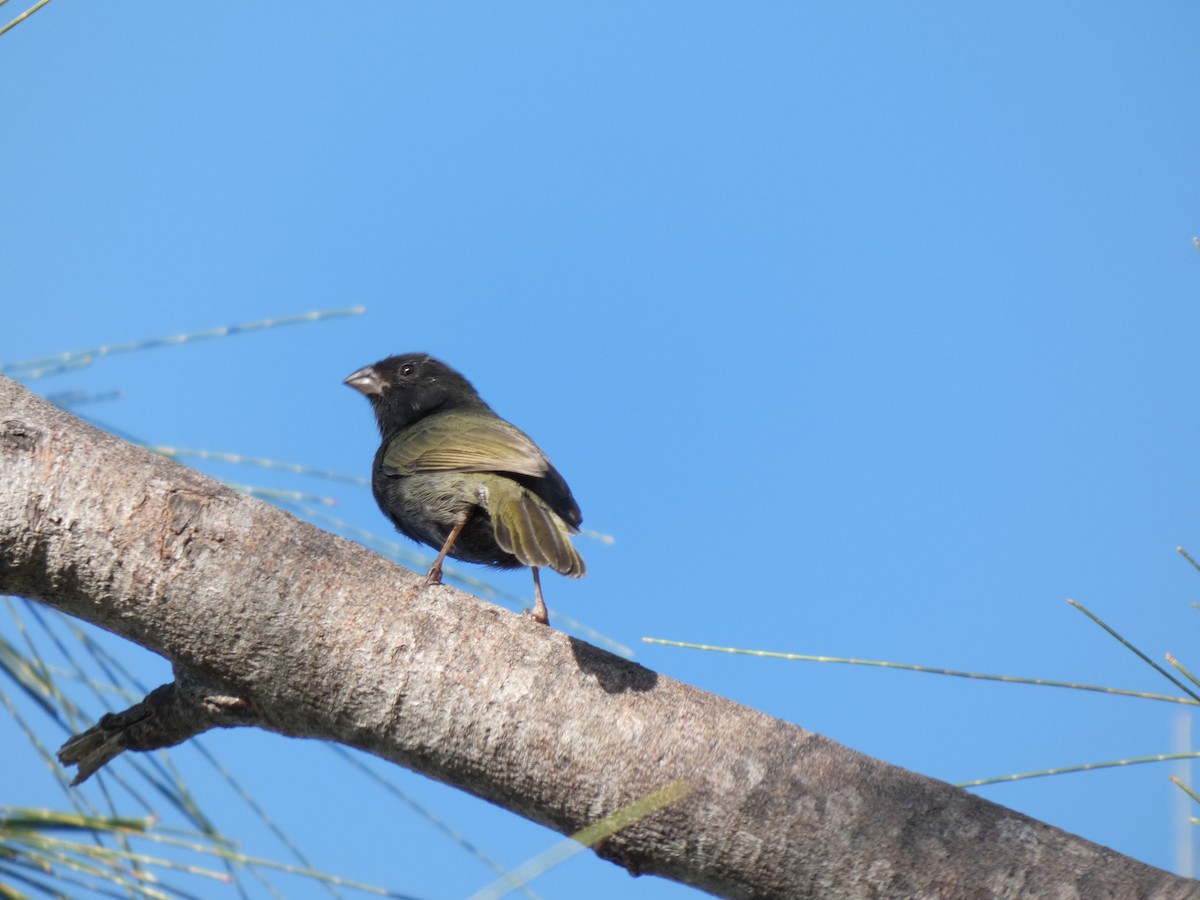 Cici verdinère - ML644753077
