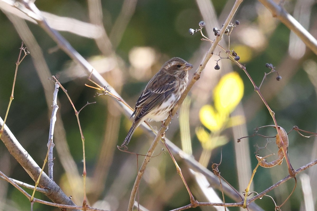 Purple Finch - ML644753078