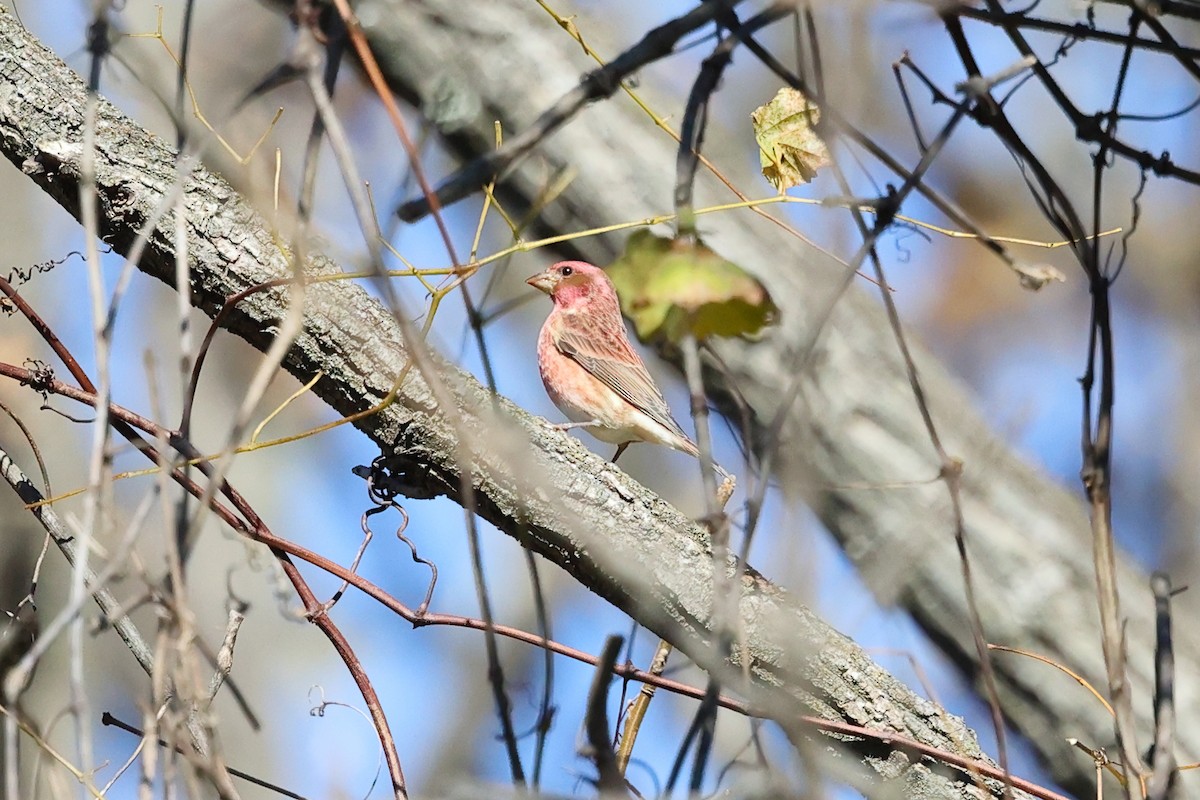 Purple Finch - ML644753079