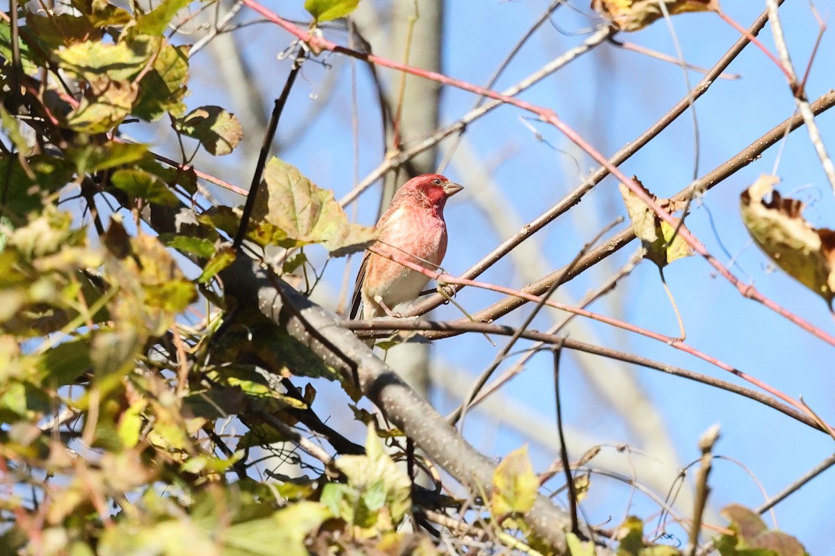 Purple Finch - ML644753080