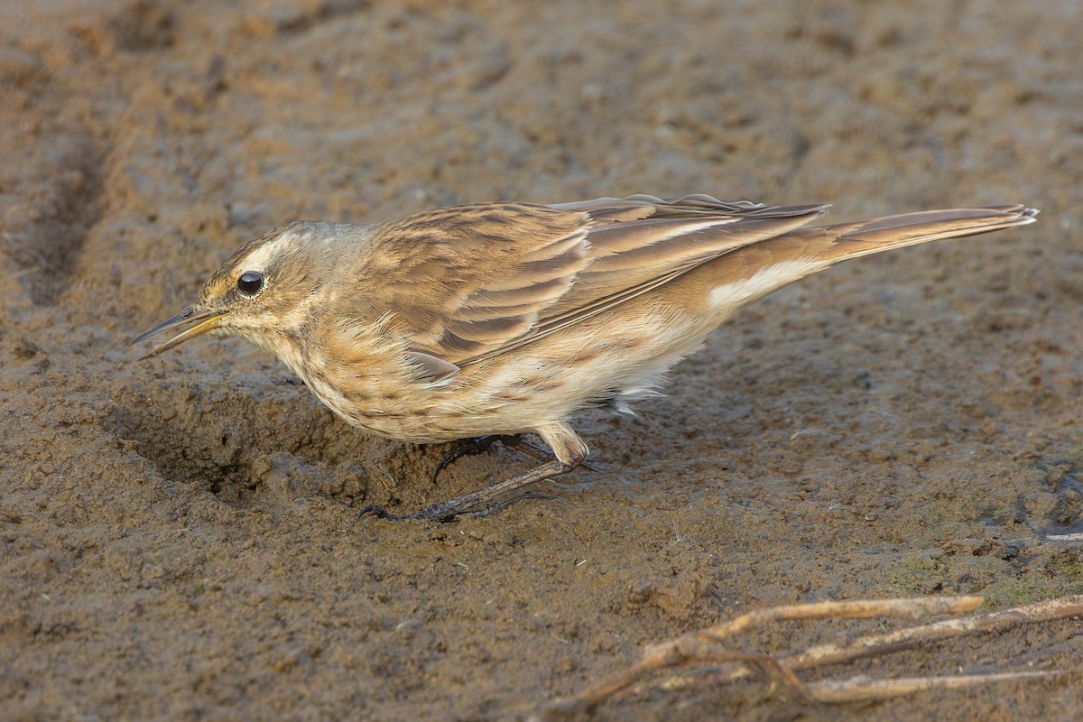 Pipit spioncelle - ML644753081