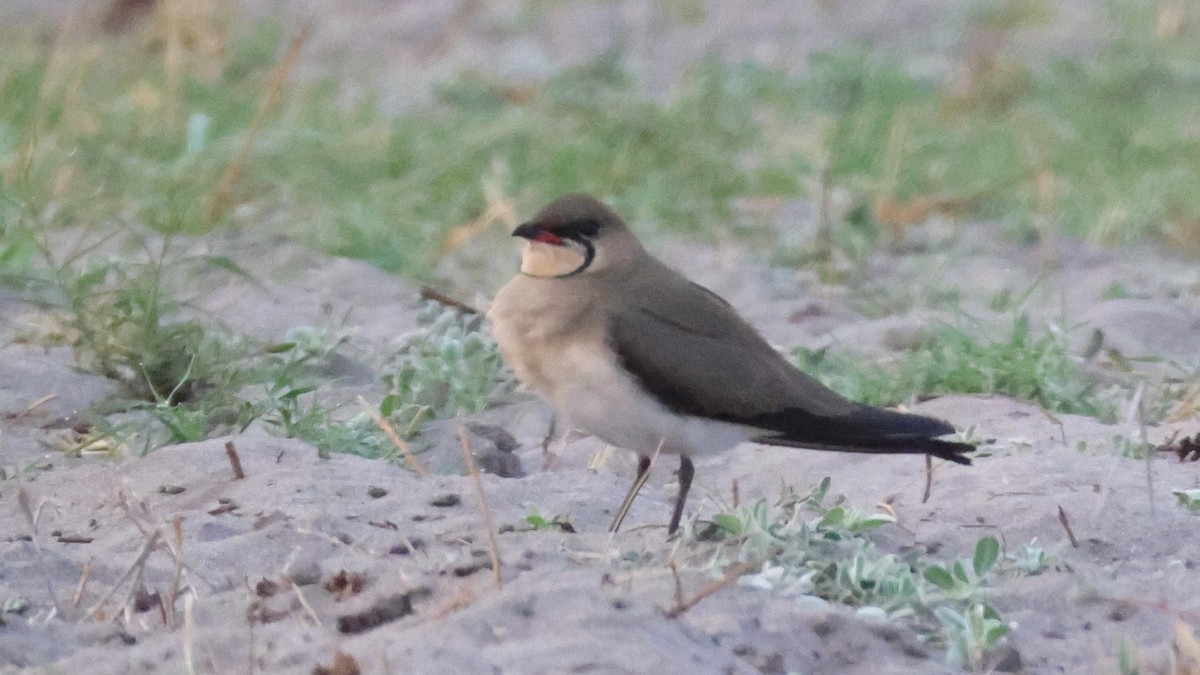 brakksvale - ML644753087