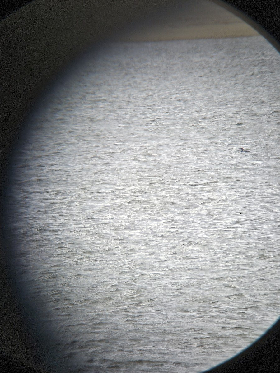 Pacific Loon - ML644753101