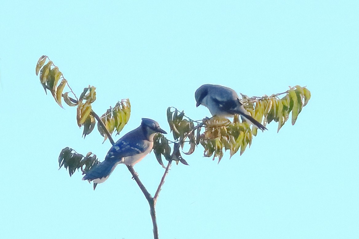 Amerika Örümcekkuşu - ML644753102