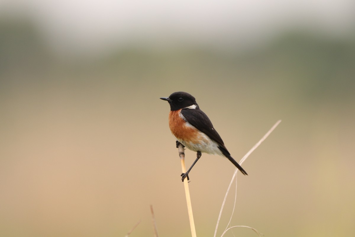African Stonechat (African) - ML644753105