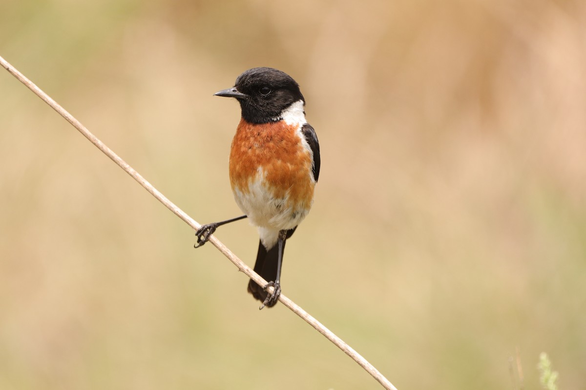 African Stonechat (African) - ML644753112