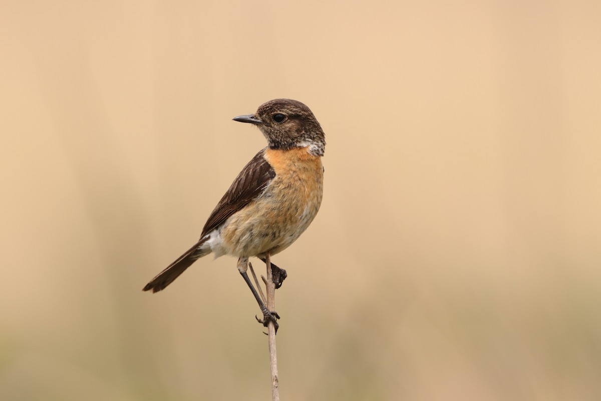 African Stonechat (African) - ML644753113