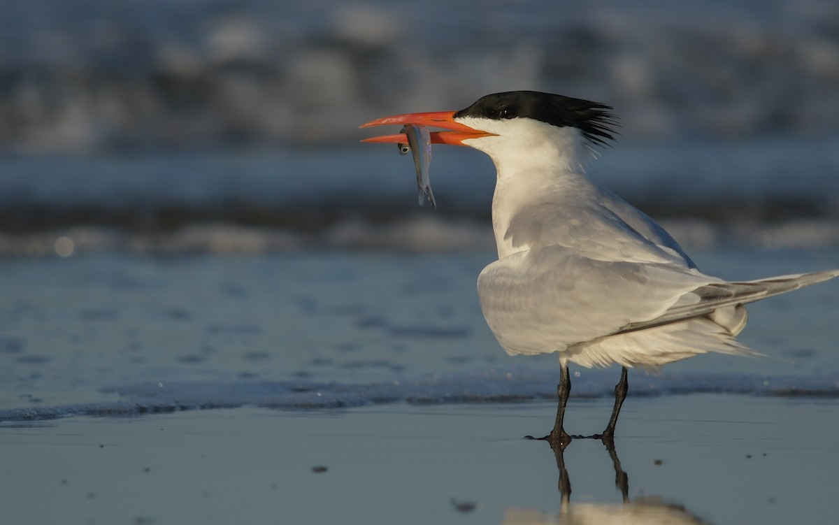 Royal Tern - ML644753121