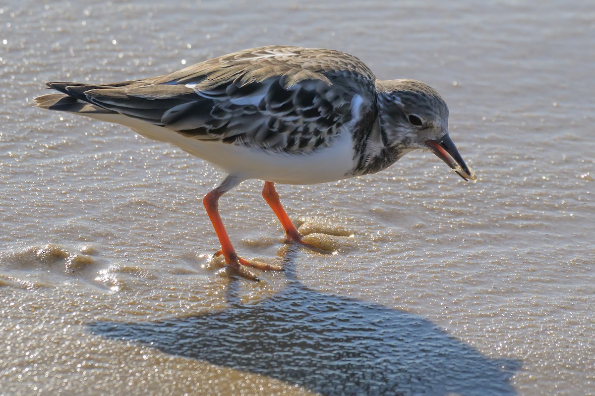 Ruddy Turnstone - ML644753125