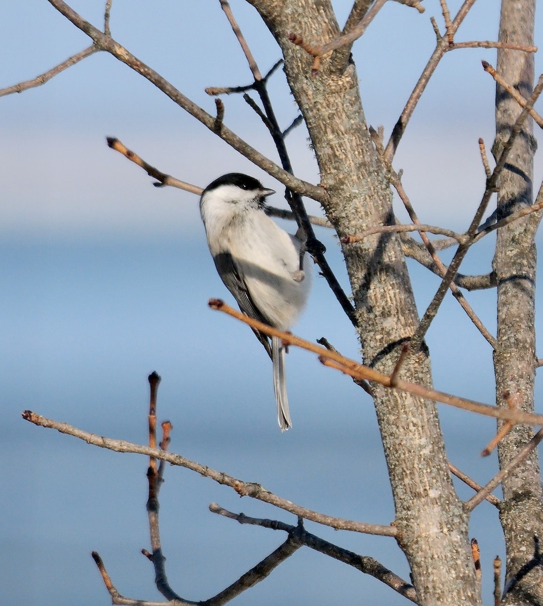 Mésange boréale (groupe montanus) - ML644753140