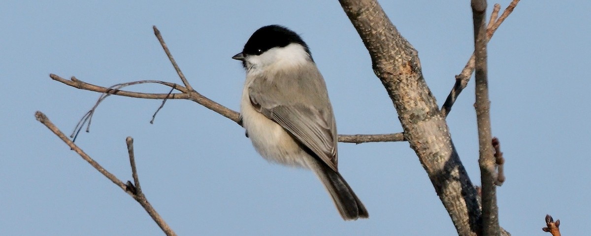 Mésange boréale (groupe montanus) - ML644753141