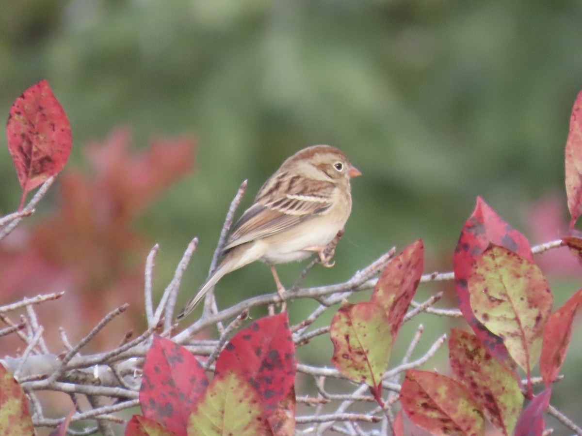 Field Sparrow - ML644753148