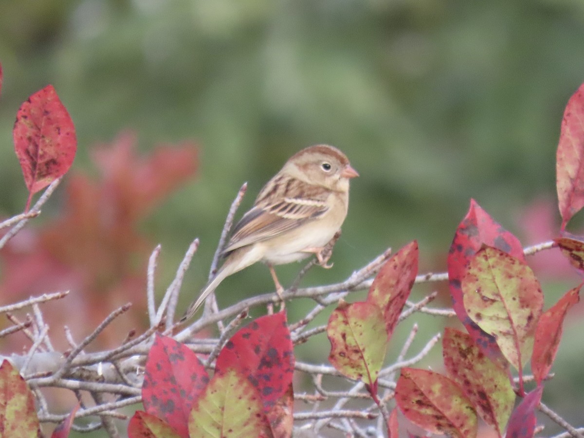 Field Sparrow - ML644753152