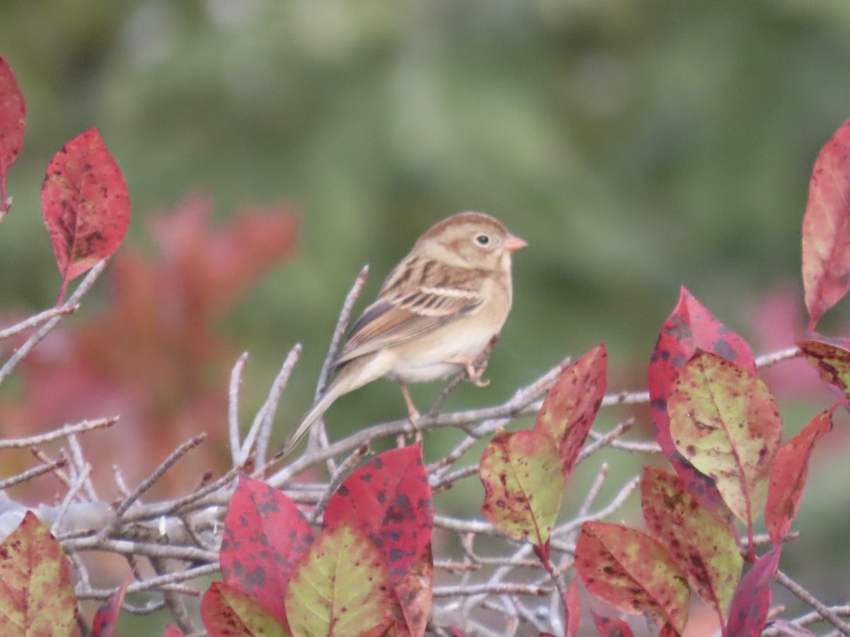 Field Sparrow - ML644753154