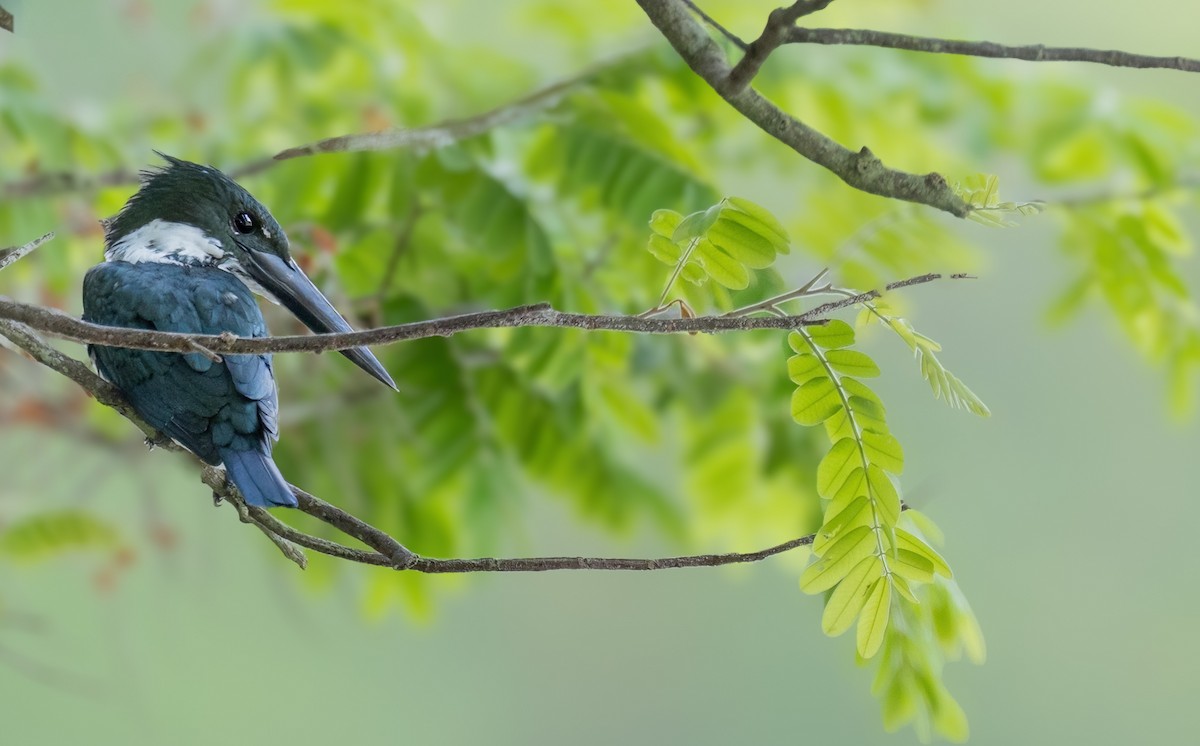Amazon Kingfisher - ML644753155