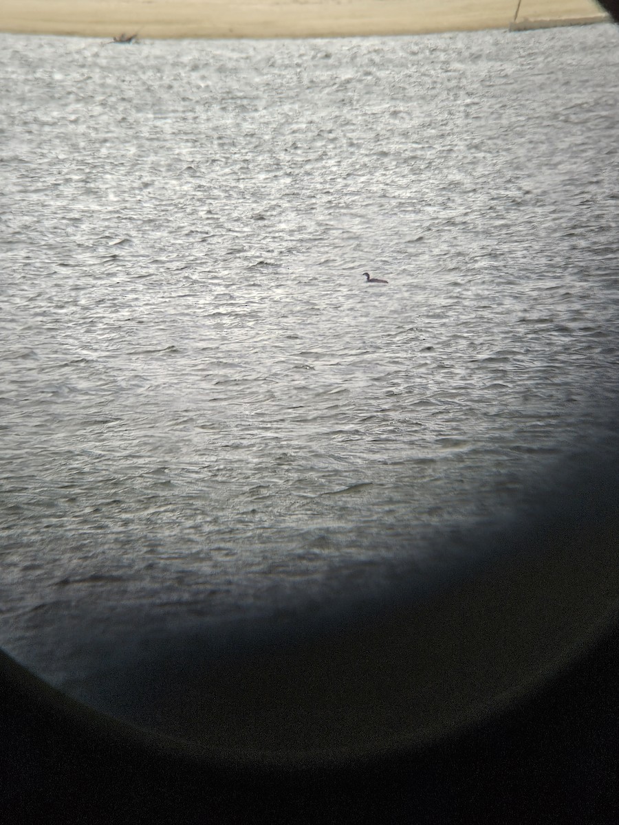 Pacific Loon - ML644753166