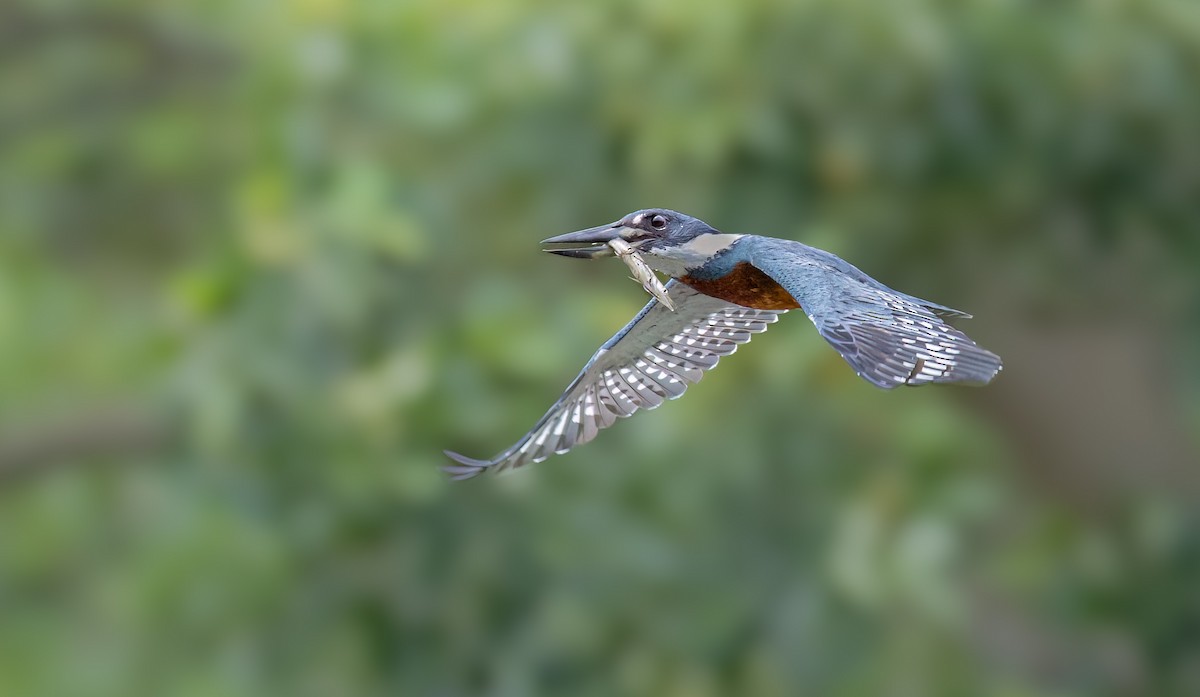 Ringed Kingfisher - ML644753171