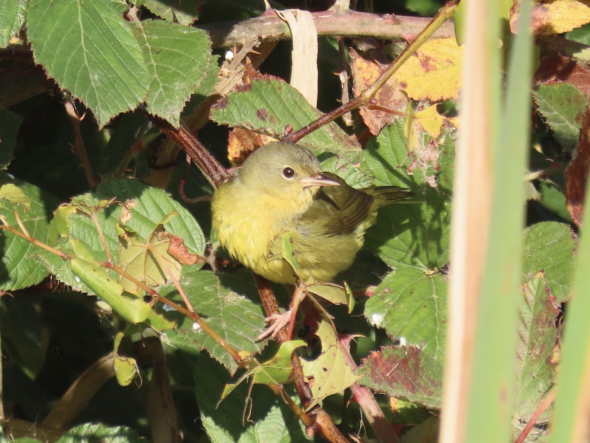 Mourning Warbler - ML644753175
